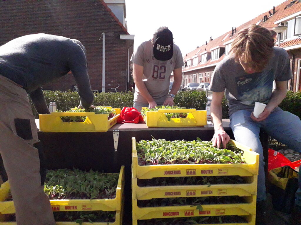 Inspectie van de bietenplantjes voordat ze de grond ingaan